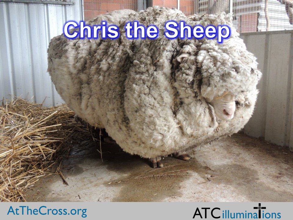 Chris the Sheep