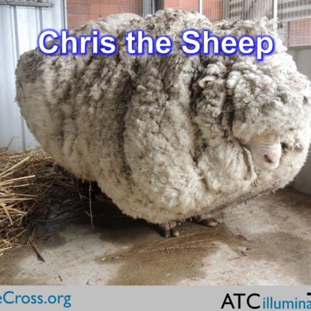 Chris the Sheep