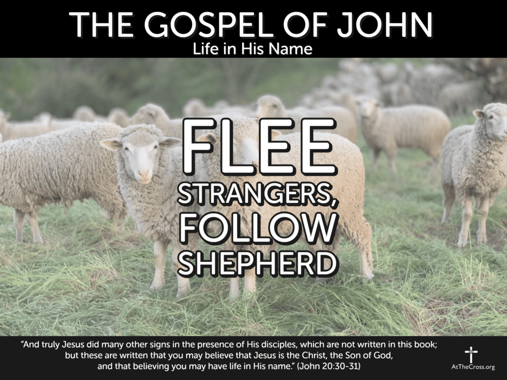 Flee Strangers, Follow Shepherd