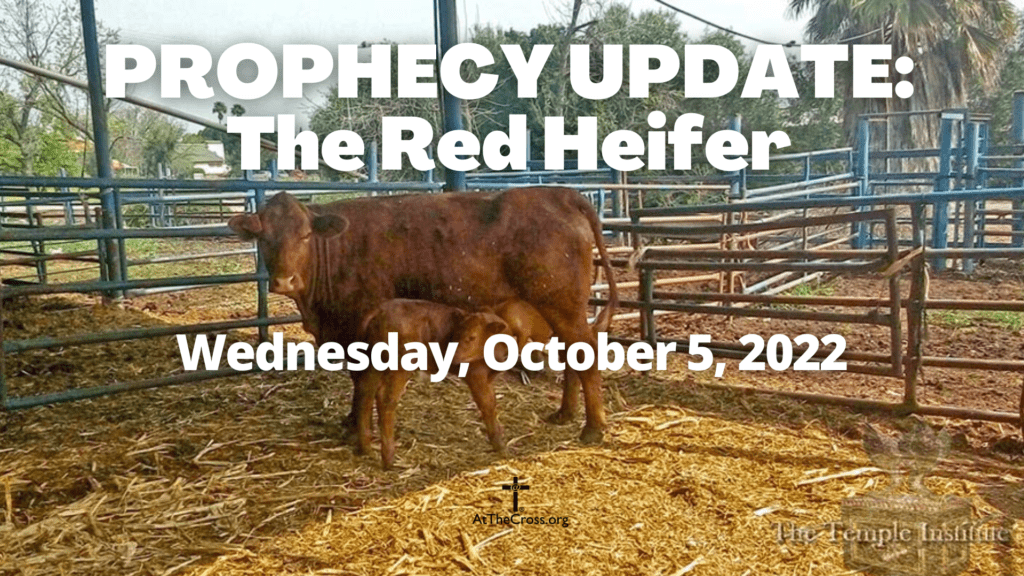 Prophecy Update - The Red Heifer