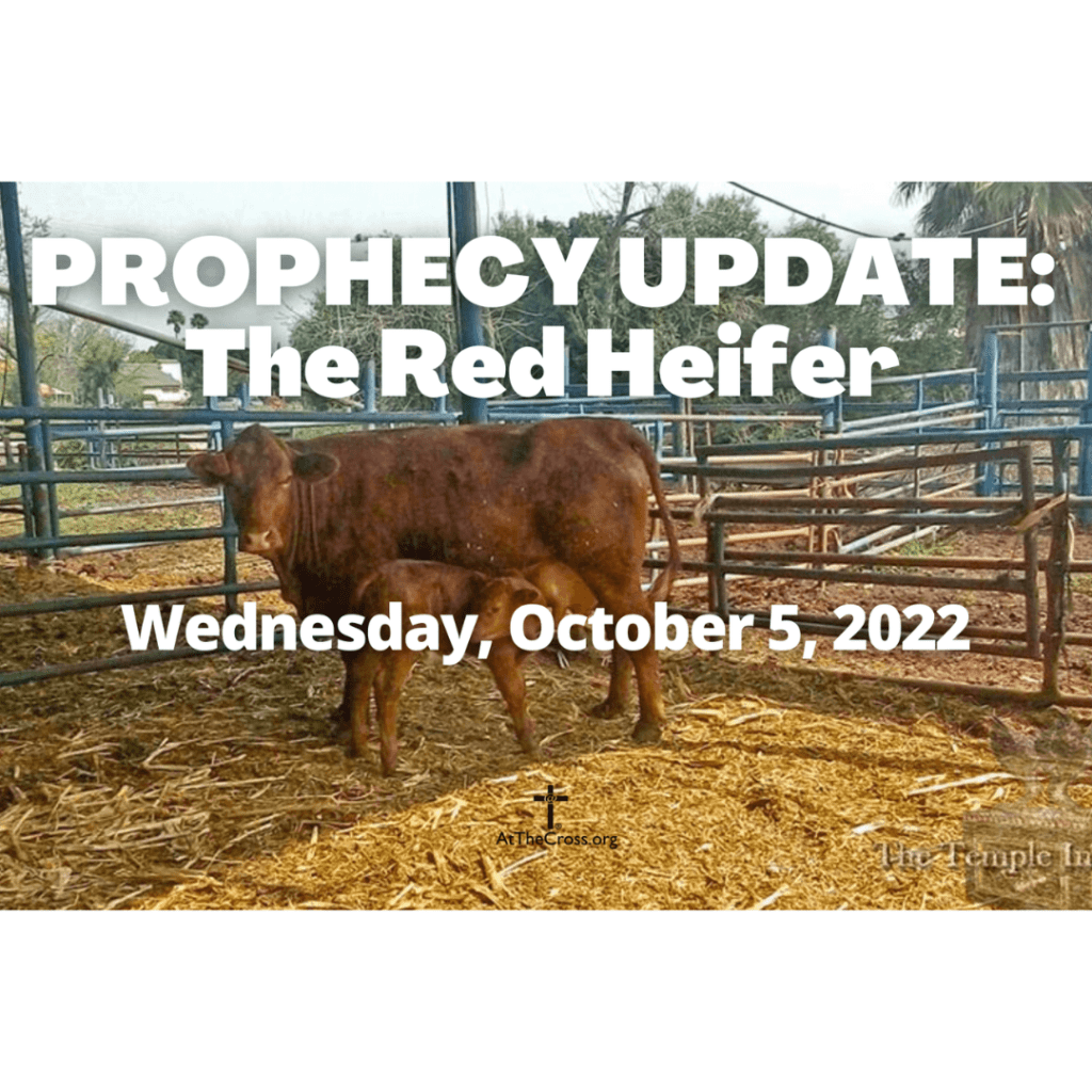 The Red Heifer Calvary Chapel At The Cross