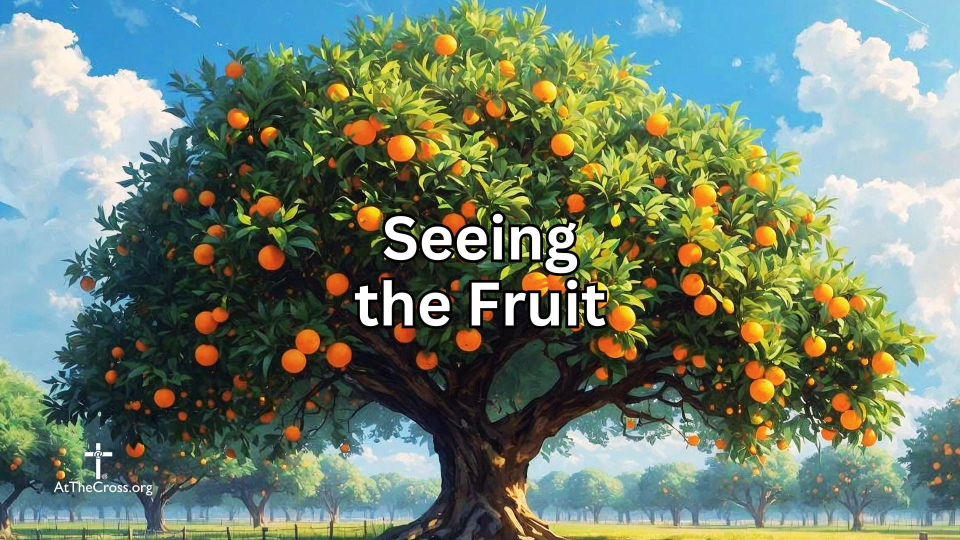 Seeing The Fruit